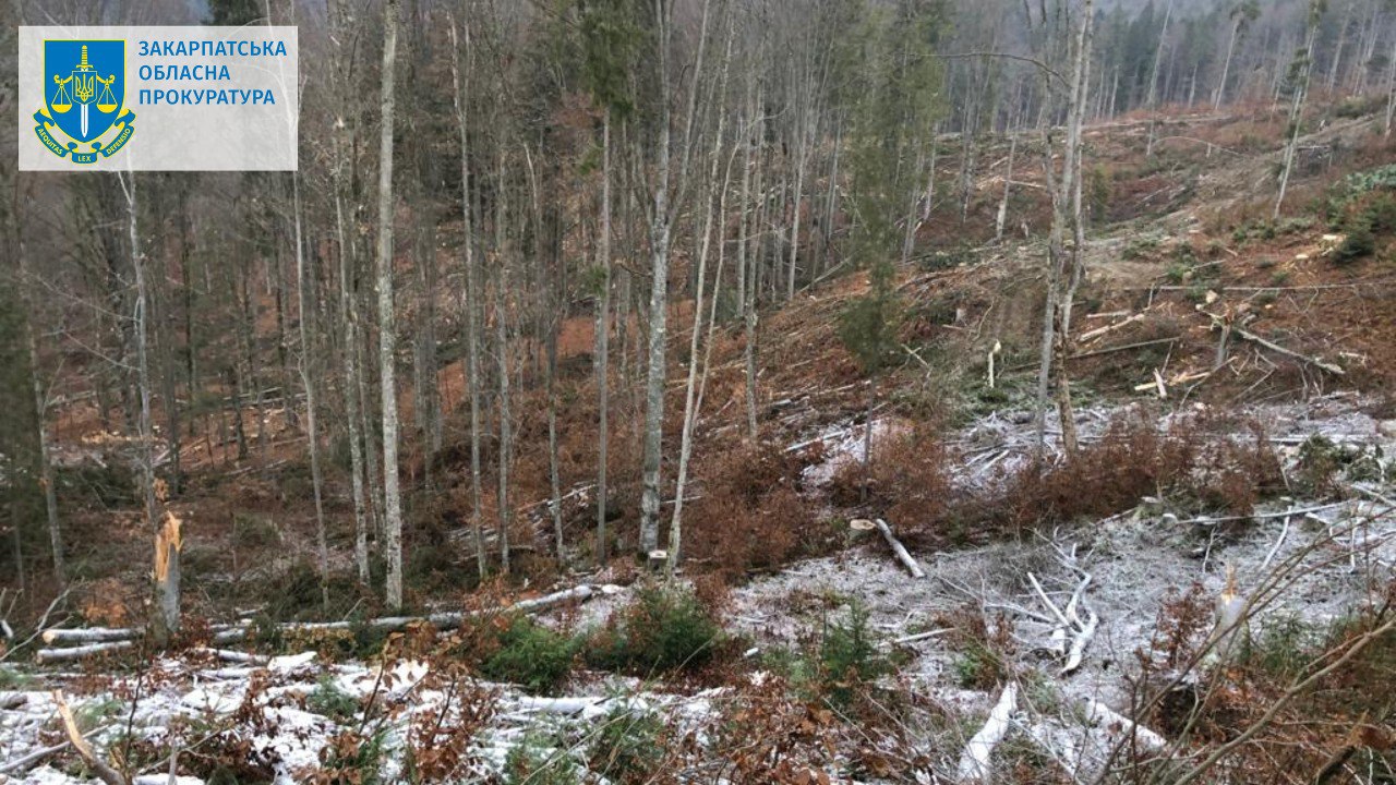 Допустив масову рубку дерев на понад 18 млн грн – на Закарпатті підозрюють майстра лісу