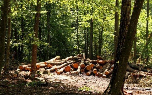 Незаконна рубка лісу – 10 учасникам організованої групи повідомлено про підозру