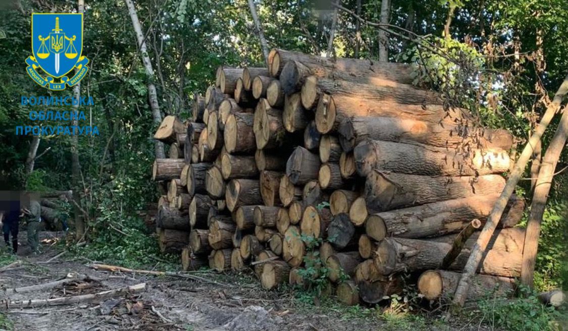 Волинські прокурори передали АРМА арештовану деревину дуба на понад 21 млн грн