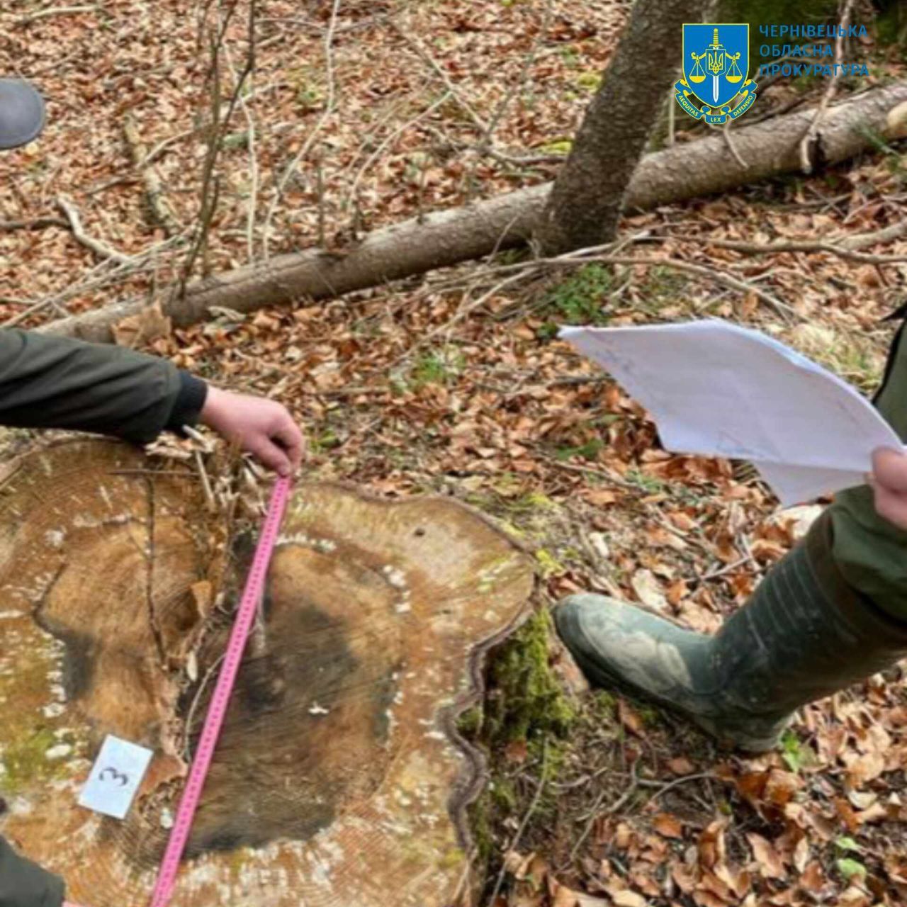 Незаконна рубка лісу на 900 тис грн – на Буковині судитимуть експосадовця лісового господарства