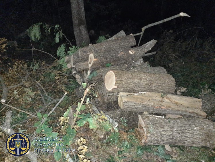 Незаконна порубка лісу на понад 3 млн грн – на Одещині затримано депутата міськради та його спільників (ФОТО)