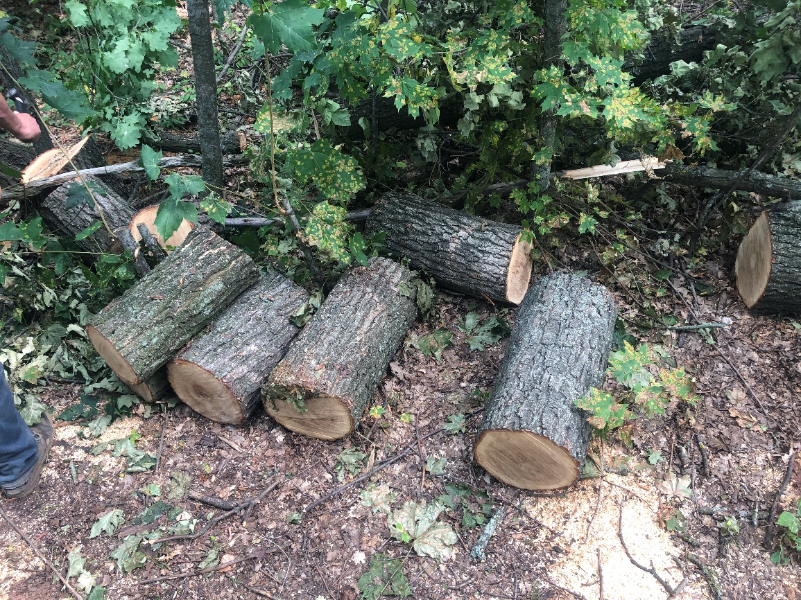 Незаконна порубка лісу на 2 млн грн - трьом учасникам ОЗГ повідомлено про підозру