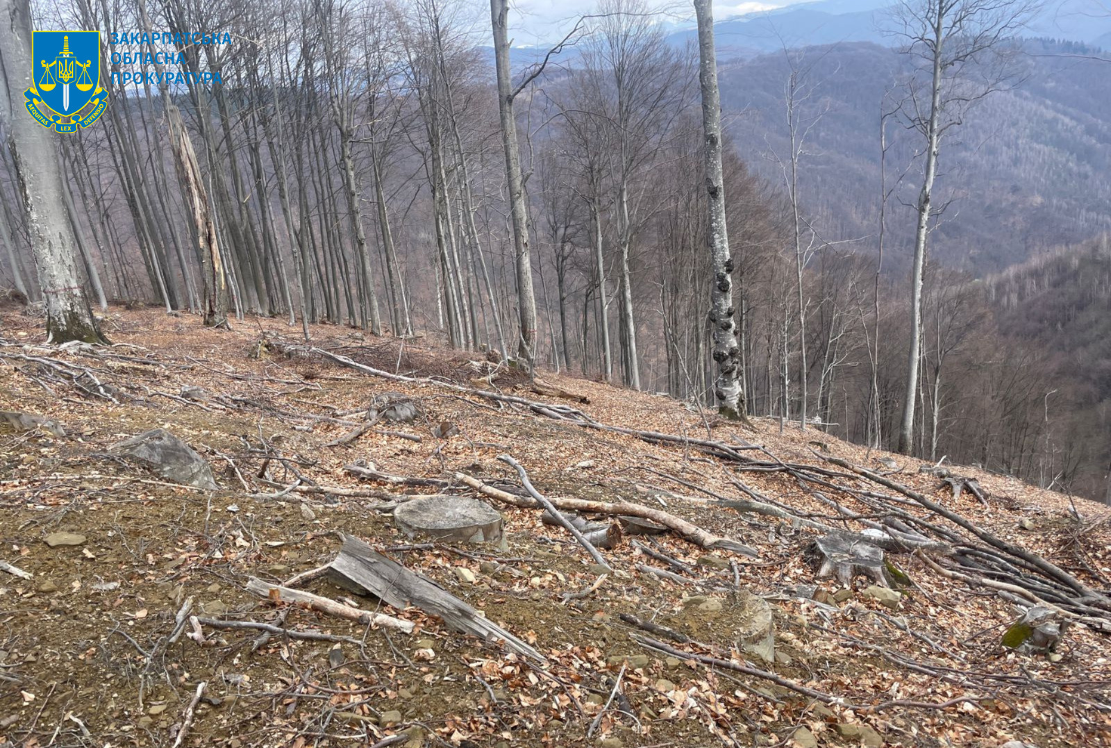 10,5 млн грн збитків через неправомірні рубки – на Закарпатті повідомили про підозру головному лісничому та інженеру лісгоспу