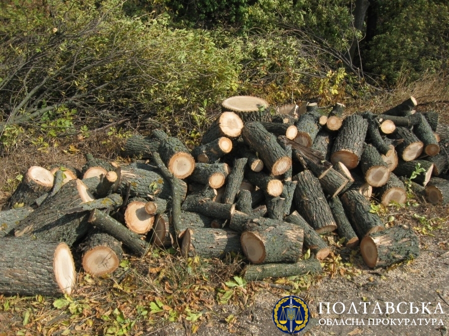 Збитки на 1 млн грн через незаконну порубку дерев – на Полтавщині судитимуть підприємця (ФОТО)
