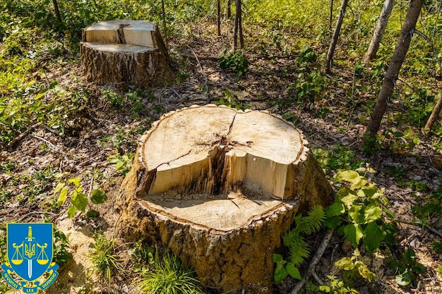 На Вінниччині судитимуть майстра лісу, який завдав державі 350 тис грн збитків